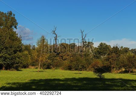 Two Mature Old Trees Without Leaves - Solitaires On A Green Field.