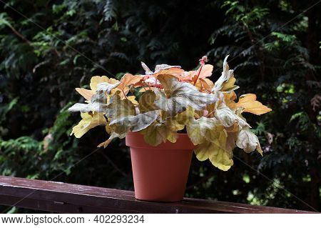 In The Garden. Heucherella, An Extremely Popular, Evergreen Garden Plant. Heucherella And Tiarella C