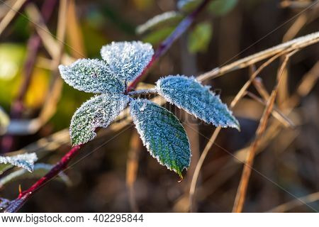Green Leaves Of A Bush On Which Is Icing White Ice Crystals.