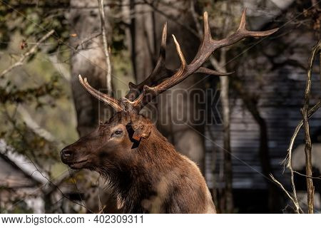 Profile Of Tagged Bull Elk In Oconaluftee Valley Of Great Smoky Mountains National Park