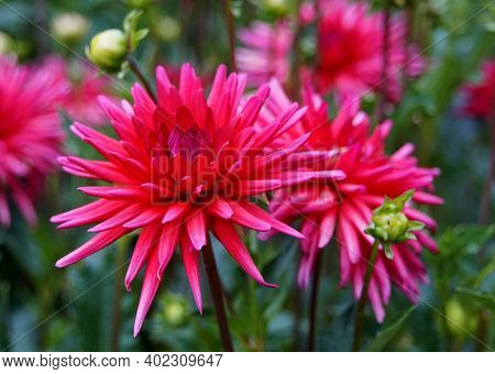 Straight Cactus Dahlia 'redd Devil' At Full Bloom