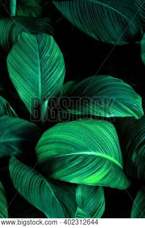 Tropical Banana Leaf Texture In Garden, Abstract Green Leaf, Large Palm Foliage Nature Dark Green Ba