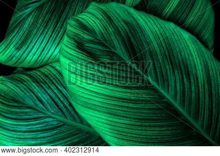 Tropical Banana Leaf Texture In Garden, Abstract Green Leaf, Large Palm Foliage Nature Dark Green Ba