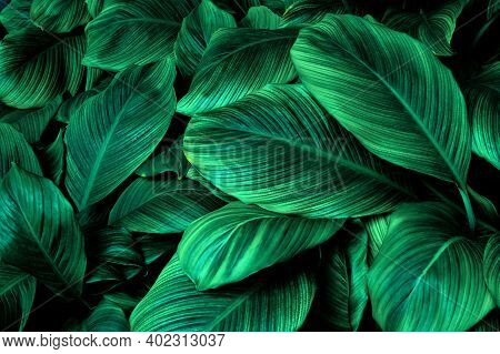 Tropical Banana Leaf Texture In Garden, Abstract Green Leaf, Large Palm Foliage Nature Dark Green Ba