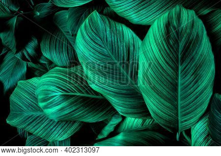Tropical Banana Leaf Texture In Garden, Abstract Green Leaf, Large Palm Foliage Nature Dark Green Ba