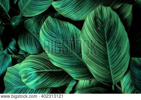 Tropical Banana Leaf Texture In Garden, Abstract Green Leaf, Large Palm Foliage Nature Dark Green Ba