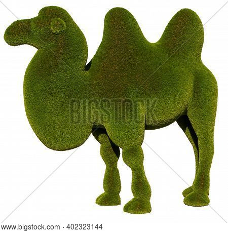 Beautiful Camel Shaped Topiary Isolated On White. Landscape Gardening. The Camel Is Made Of Artifici