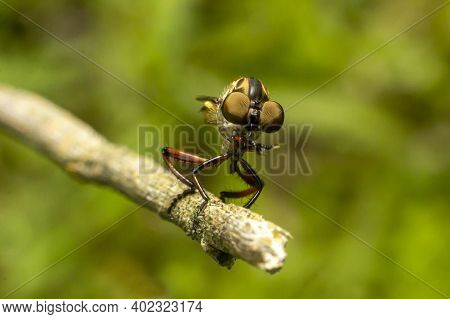 The Robber Fly Insect Or Asilidae Is An Aggressive Family Of Flies. Macro Photo Of Predatory Insects