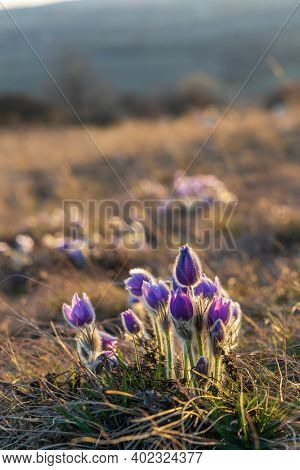 Pasque flower, National park Podyji, Southern Moravia, Czech Republic
