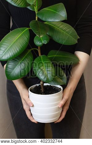 The Girl Holds In Her Hands A White Pot With A Ficus Flower. Decorative Home Plant. Ficus Elastica P