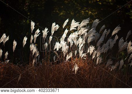 Ornamental Grass: Miscanthus sinensis 'Silver Feather'