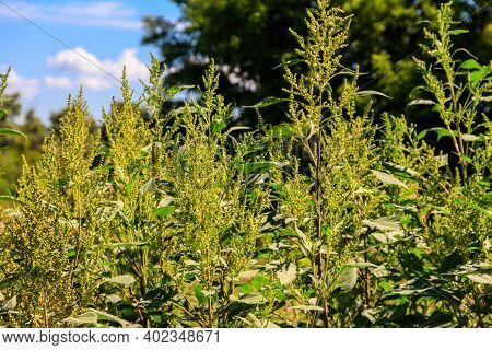 Iva Xanthiifolia Plants (cyclachaena Xanthiifolia, Giant Sumpweed, Marsh-elder)