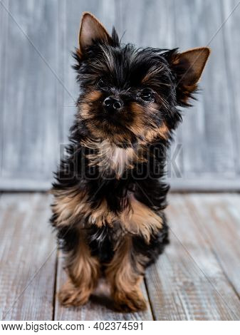 Cute Yorkshire Terrier Puppy Looking At The Camera Sitting On A Grey Background