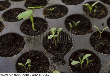 Young Green Shoots Of Seedlings In Plastic Capacity Cassette. Seedlings In Pots. Selective Focus.