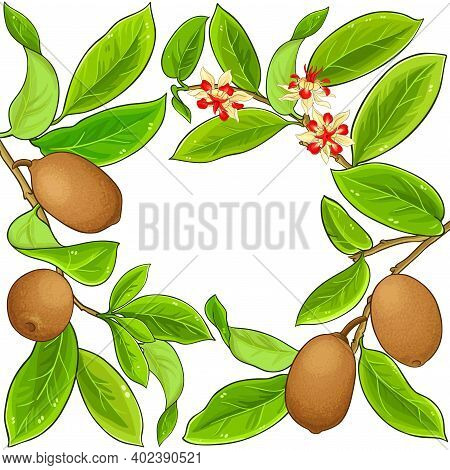 Cupuacu Branches Vector Frame On White Background