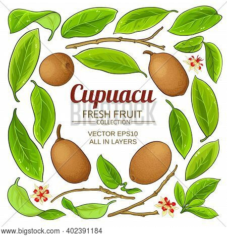 Cupuacu Branches Elements Set On White Background