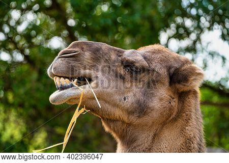 Dromedary, Camelus Dromedarius In Jerez De La Frontera, Andalusia In Spain
