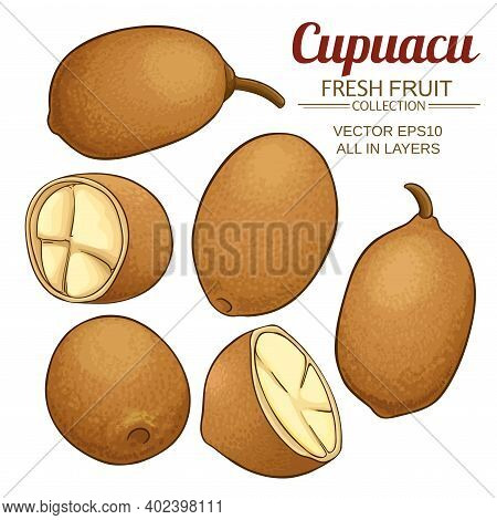 Cupuacu Fruit Vector Set On White Background