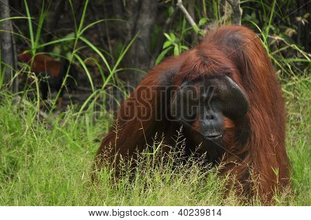 mÃ¤nnlichen Orang-Utan