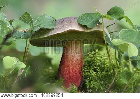 The Red-cracked Bolete (xerocomellus Chrysenteron) Is An Edible Mushroom