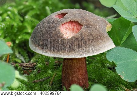 The Red-cracked Bolete (xerocomellus Chrysenteron) Is An Edible Mushroom