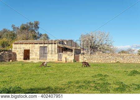 Green Grass Field With Domesticated Goats Grazing. Island Of Mallorca, Spain