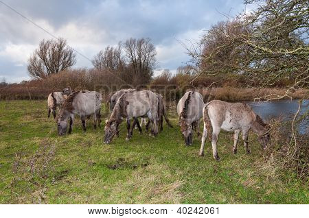 Pascolo cavalli Konik nella riserva naturale olandese