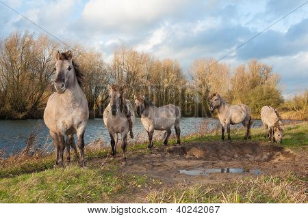 Cavalli konik nella riserva naturale olandese