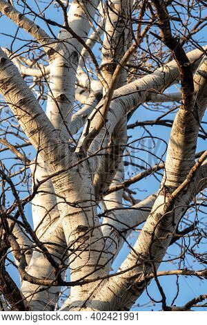 Thick Trunk Of Birch Tree Agains Blue Sky