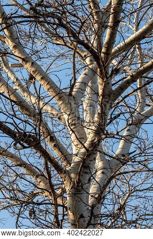 Thick Trunk Of Birch Tree Agains Blue Sky