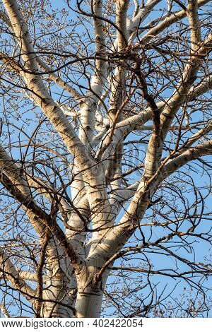 Thick Trunk Of Birch Tree Agains Blue Sky