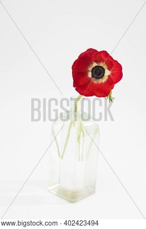 Red Flowers Of Anemone In The Glass Bottle On A White Background. Copy Space
