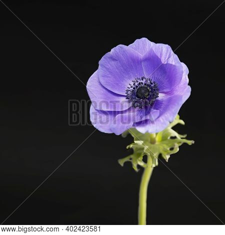 Blue Anemone On A Black Background. Square Frame. A Place For Text.