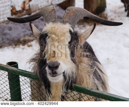 A Frontal Portrait Of A Goat With Horns Against