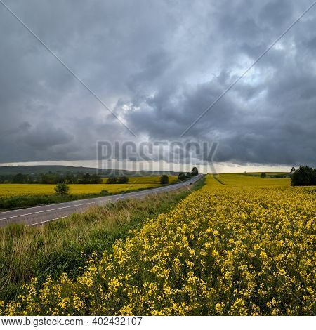 Spring Yellow Flowering Rapeseed Fields, Regional Road, Cloudy Pre-thunderstorm Rainy Sky And Green 