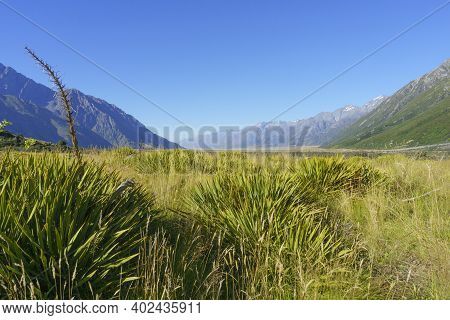 Valley Flats Between Converging Ranges Of Southern Alps Withwith Giant Speargrass Or Horrid Spaniard