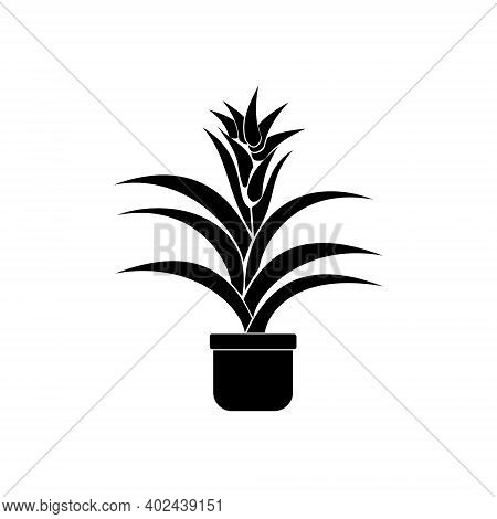 Bromeliad Plants, Silhouette Of Evergreen Indoor Plants With Succulent Flower And Hard Leaves, Flowe