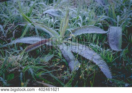 Snow And Rime Ice On The Branches Of Bushes. Autumn Winter Background With Twigs Covered With Hoarfr