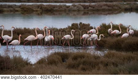 Flock Of Flamingos In Their Natural Ecosystem