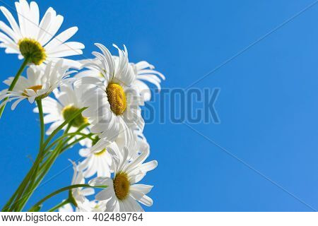 Veronica teucrium flowers on the field in garden.Bright lilac colored flowering speedwell plants wit
