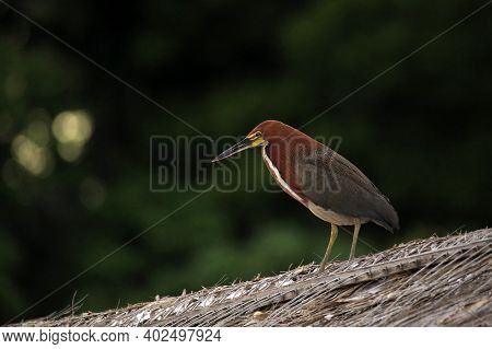 Rufescent Tiger Heron (tigrisoma Lineatum). Amazon Rainforest, Brazil