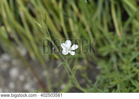 Maiden Pink White - Latin Name - Dianthus Deltoides Albus