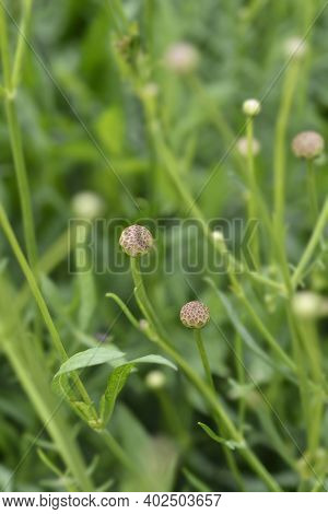 Giant Scabious Flower Buds - Latin Name - Cephalaria Leucantha