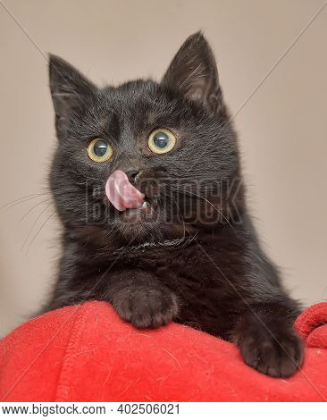 Black Fluffy Cute Cat In Hands Close Up