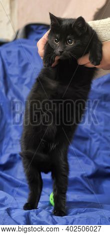 Black Fluffy Cute Cat In Hands Close Up