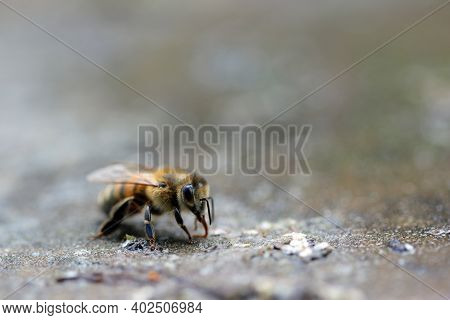 Honey Bee, Apis Mellifera, In Close Up Drinking Water By The Side Of A Stream In Spring With A Blurr