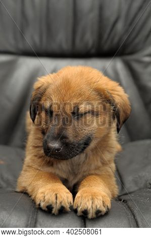 Red Mongrel Puppy On A Dark Background