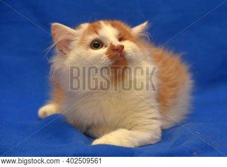 Small Red And White Kitten One-eyed Disabled