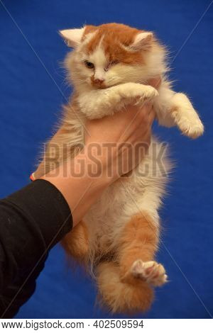 Small Red And White Kitten One-eyed Disabled