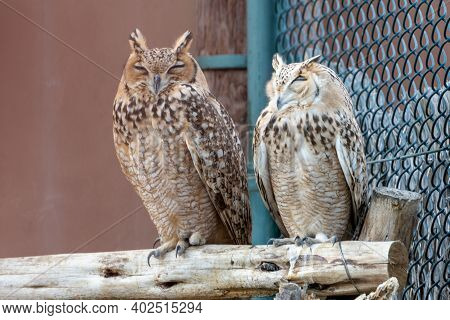 A Pair Of Pharaoh Eagle-owl (bubo Ascalaphus) Up Close Perched On Brach Resting In United Arab Emira